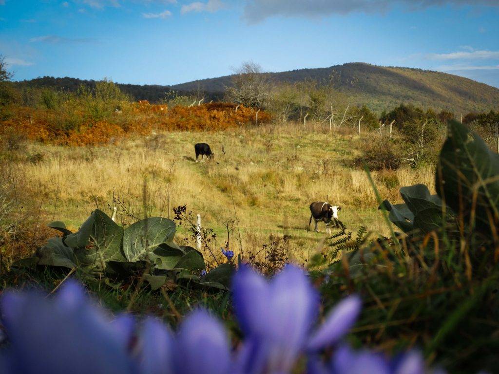 Domaniç Tıraz Köyü Resimleri 1