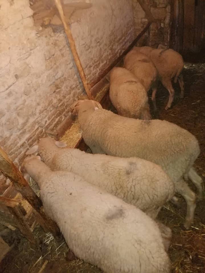 Domaniç Tıraz Köyü Resimleri 6