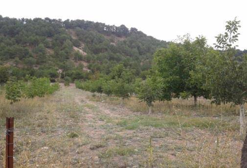 Domaniç Yeşilköy Köyü Resimleri 2