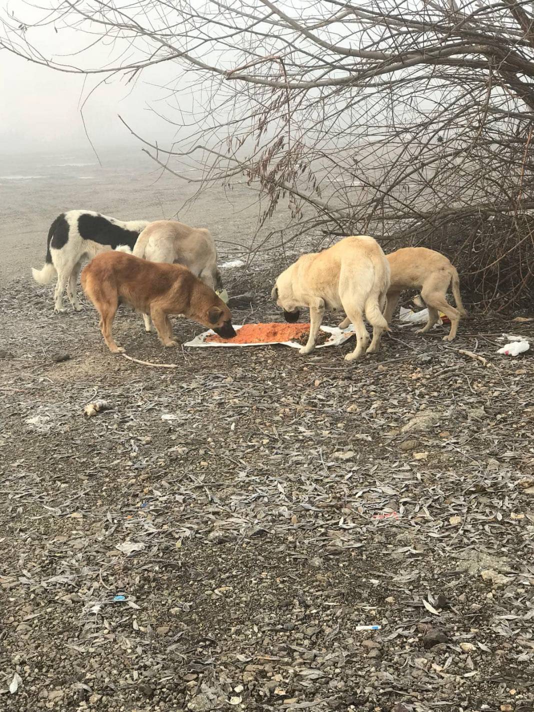 Dumlupınar Kızılca Köyü Resimleri 2