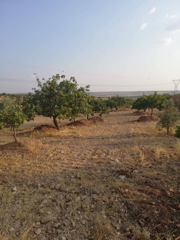 Nizip Nahırtepe Köyü Resimleri 2