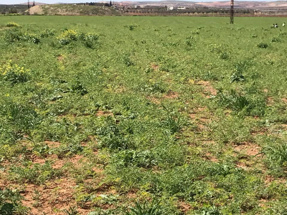 Nizip Samanlı Köyü Resimleri 4