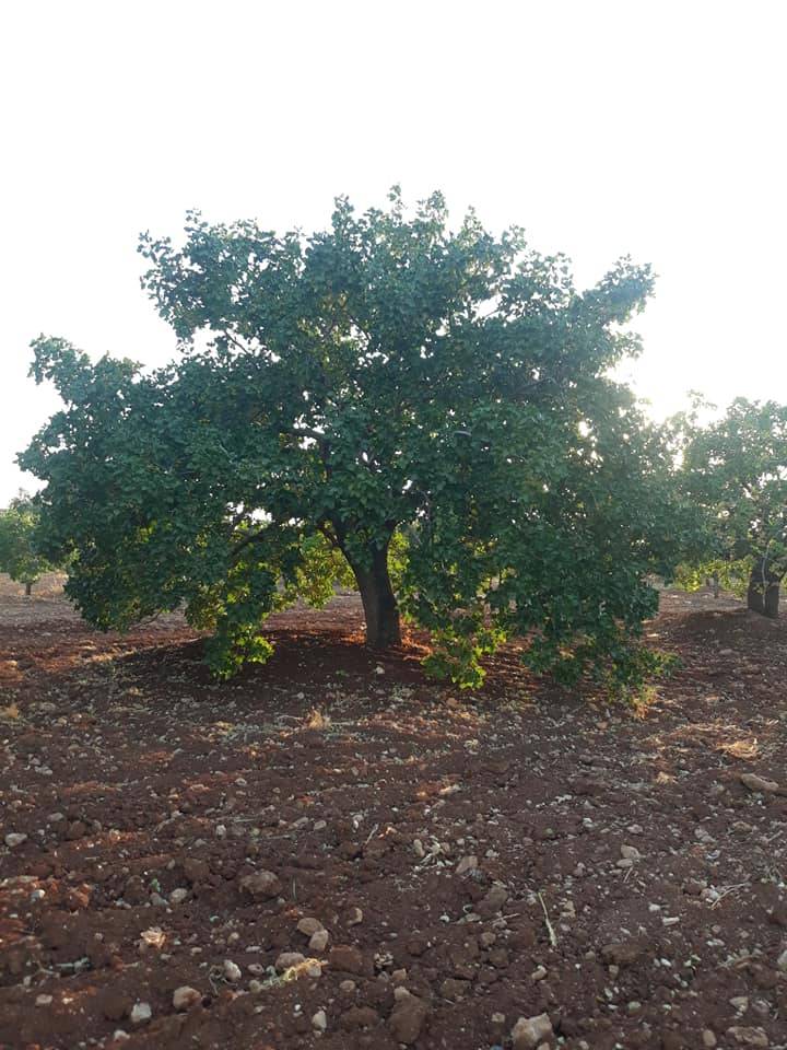 Nizip Samanlı Köyü Resimleri 7