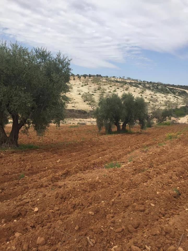 Nizip Söğütlü Köyü Resimleri 13