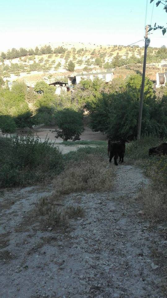 Nizip Söğütlü Köyü Resimleri 2