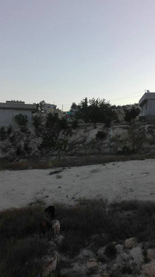 Nizip Söğütlü Köyü Resimleri 3