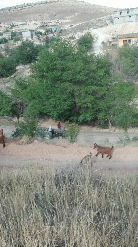 Nizip Söğütlü Köyü Resimleri 7