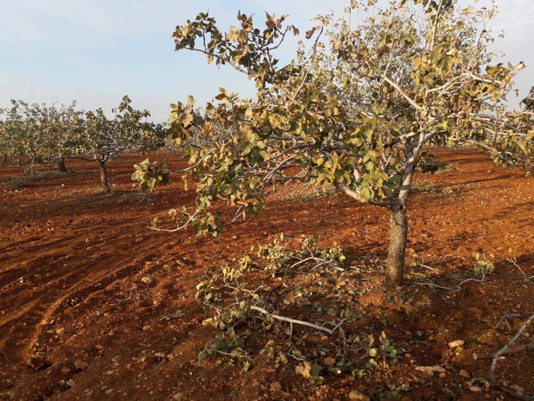 Nizip Yağcılar Köyü Resimleri 1
