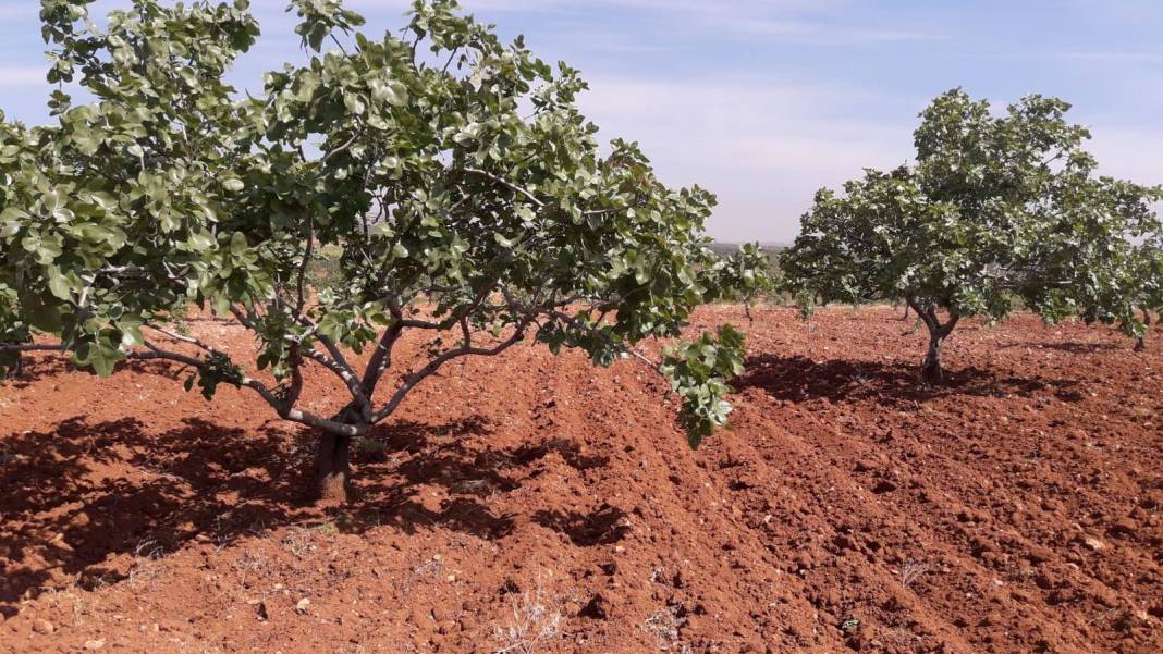 Nizip Yağcılar Köyü Resimleri 2