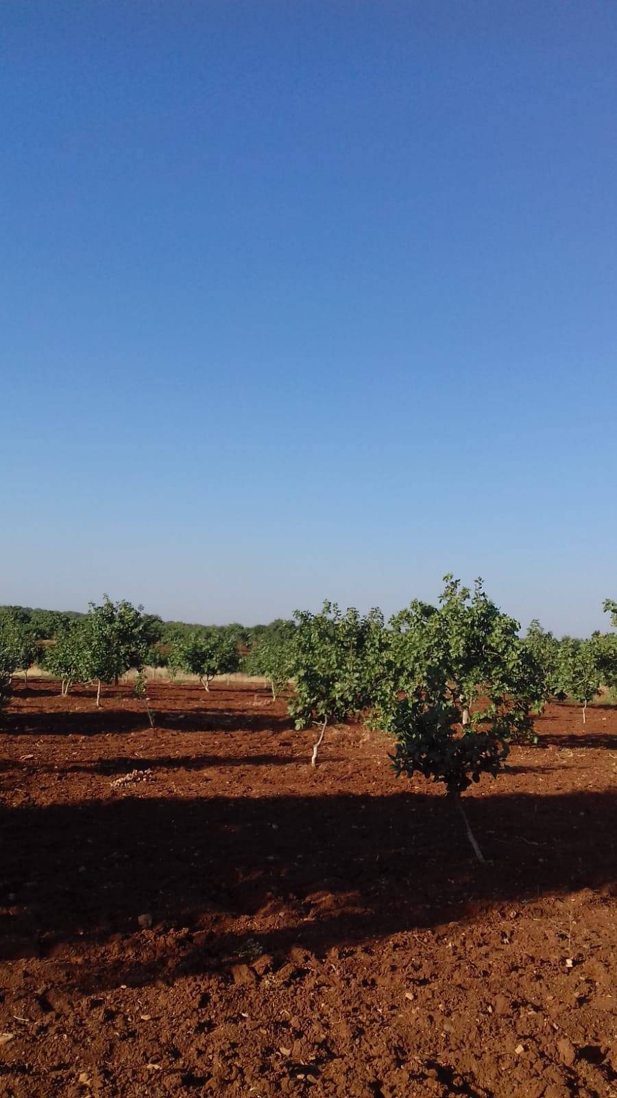 Nizip Yağcılar Köyü Resimleri 3
