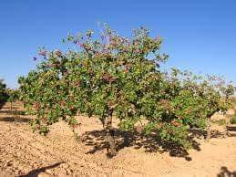 Nizip Yağcılar Köyü Resimleri 5