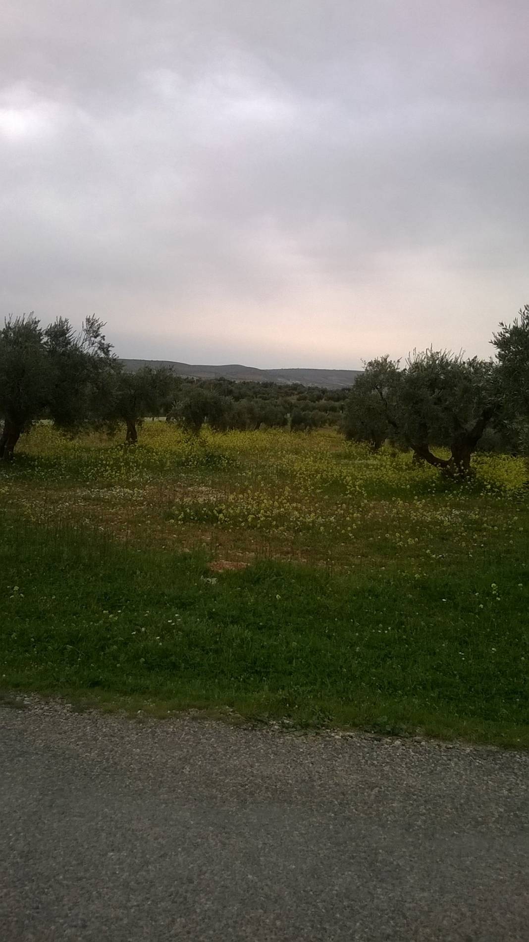 Nizip Yeniyazı Köyü Resimleri 14