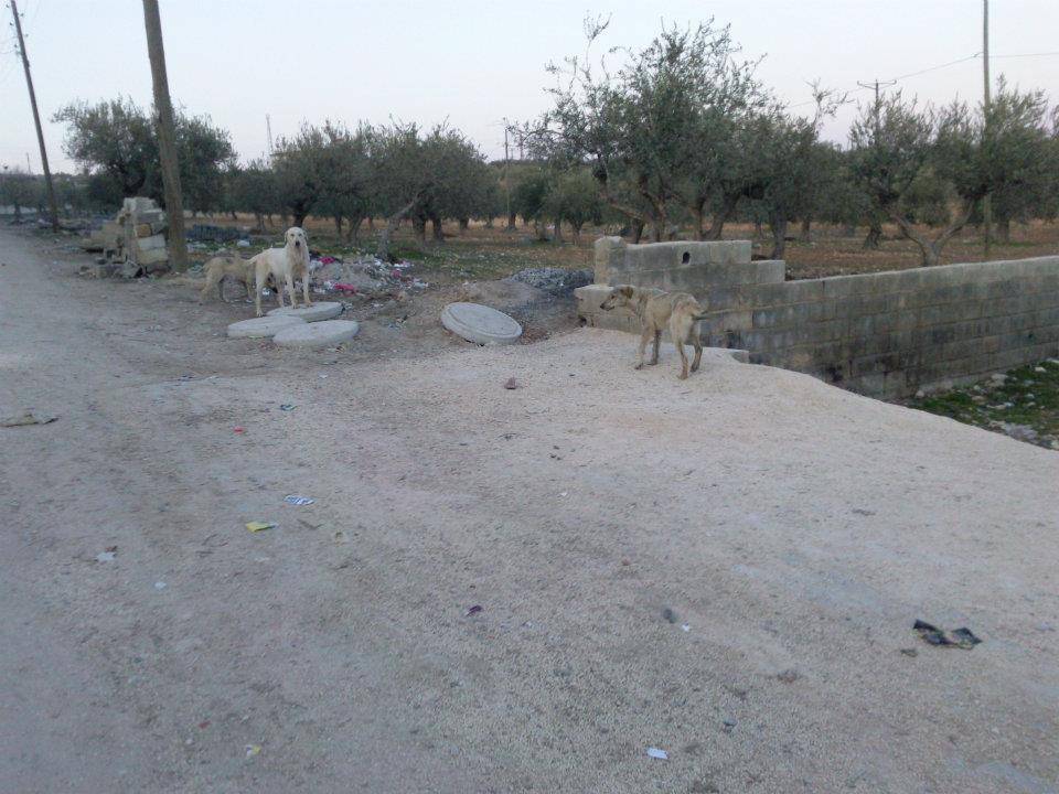 Nizip Yeniyazı Köyü Resimleri 5