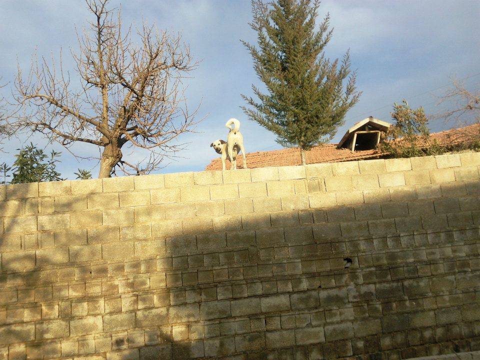 Nizip Yeniyazı Köyü Resimleri 6