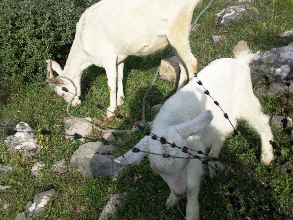 Nizip Yeniyazı Köyü Resimleri 9