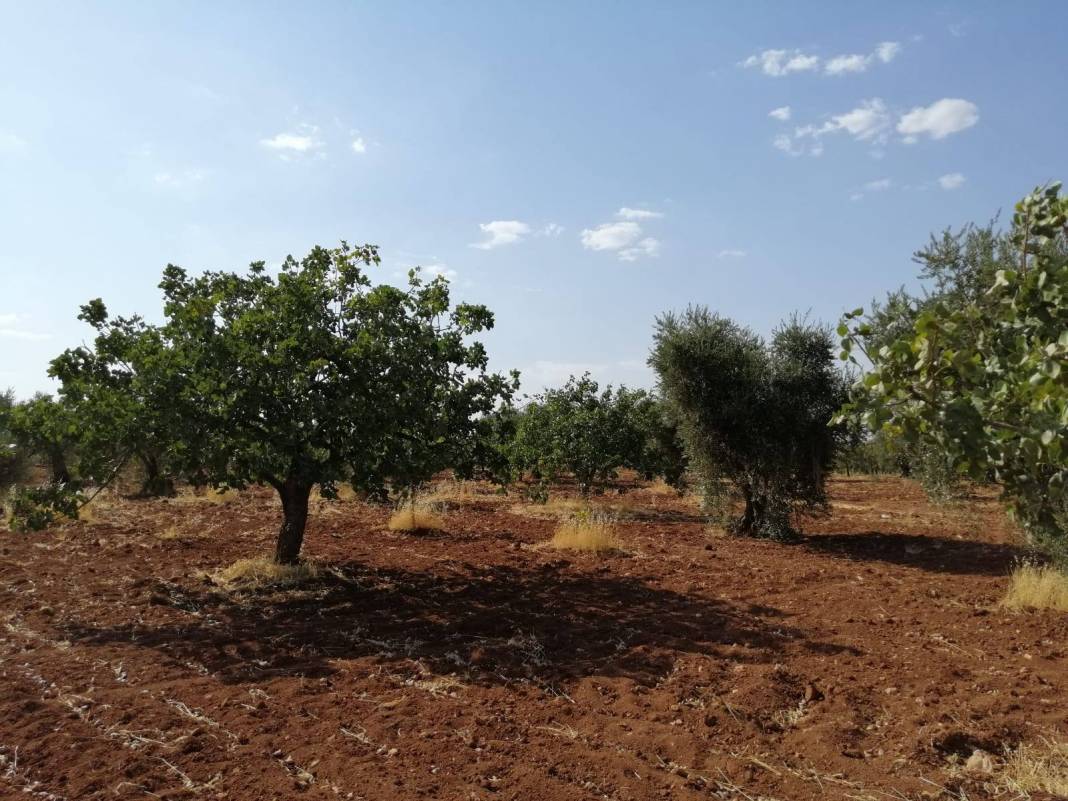 Nizip Yolçatı Köyü Resimleri 1