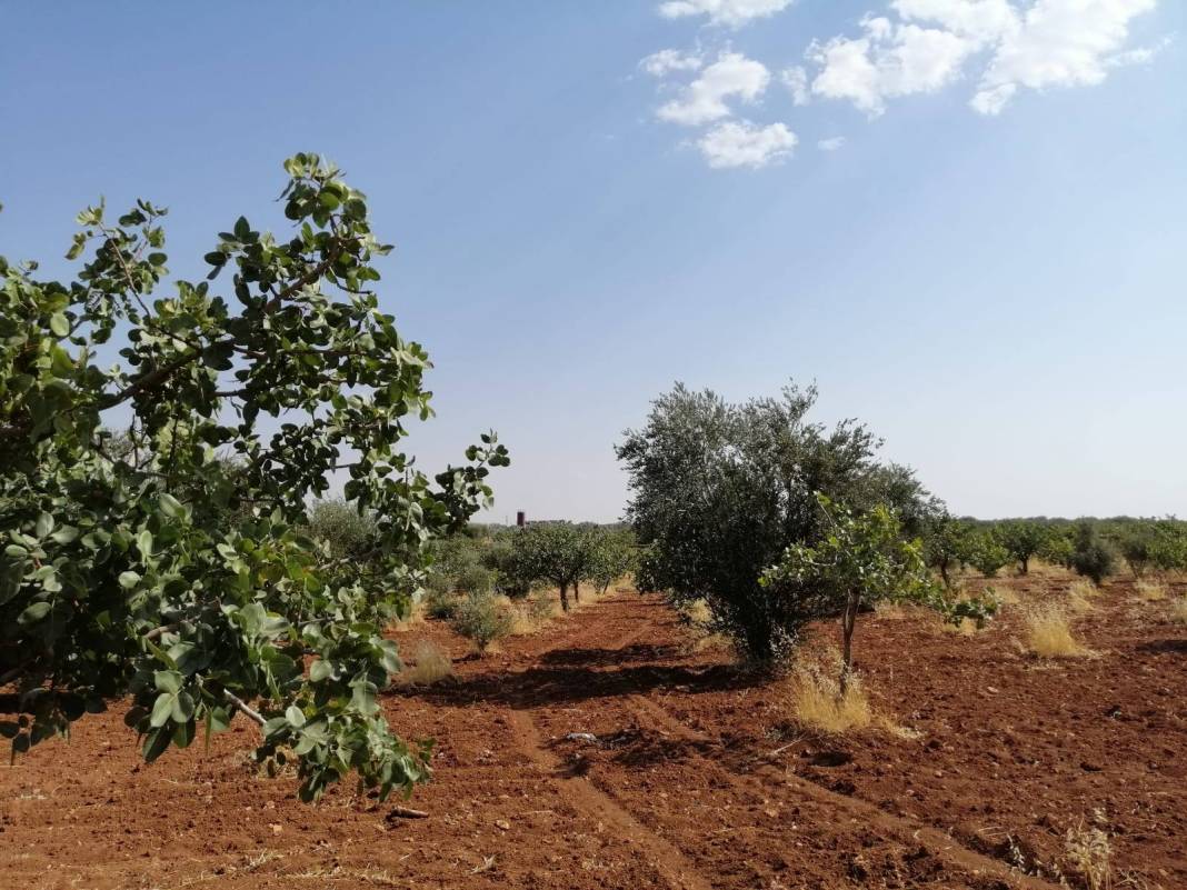 Nizip Yolçatı Köyü Resimleri 2