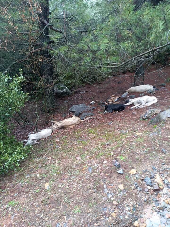 Nurdağı Aslanlı Köyü Resimleri 3