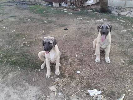 Nurdağı Durmuşlar Köyü Resimleri 3