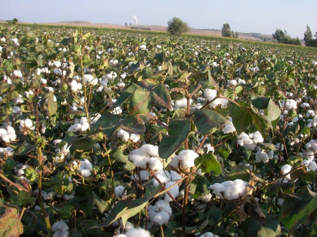 Harran Ahmetkara  Köyü Resimleri 10