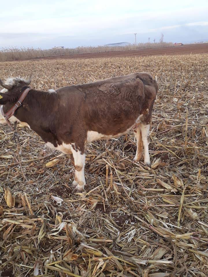 Harran Ahmetkara  Köyü Resimleri 7