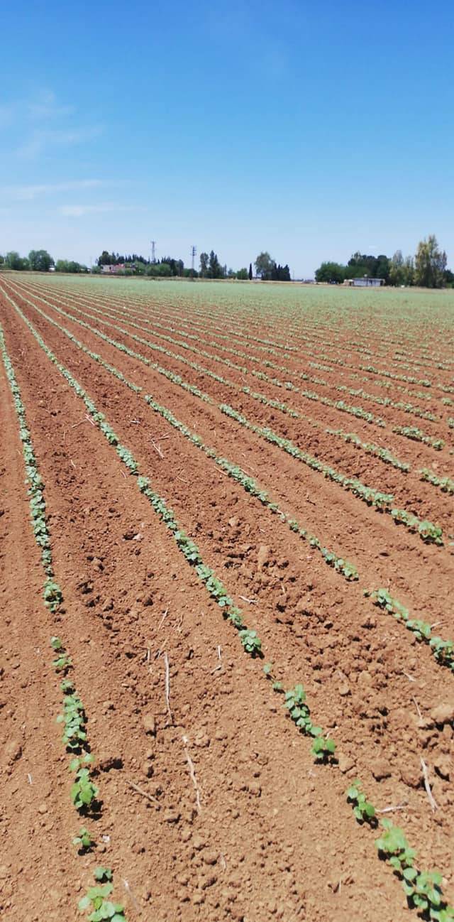 Harran Alacalı  Köyü Resimleri 1