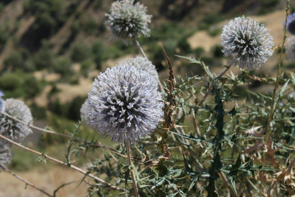 Doğanyol Poyraz Köyü Resimleri 6