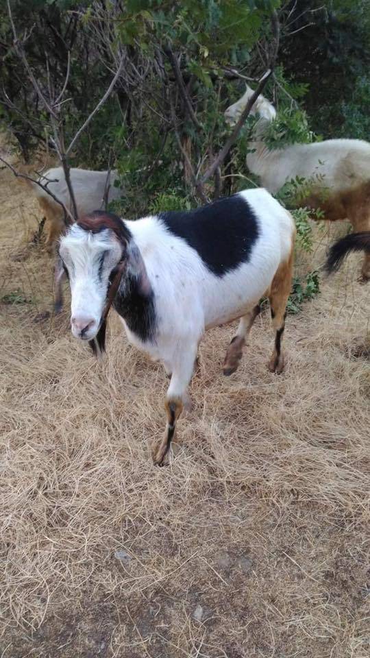 Doğanyol Ulutaş Köyü Resimleri 4