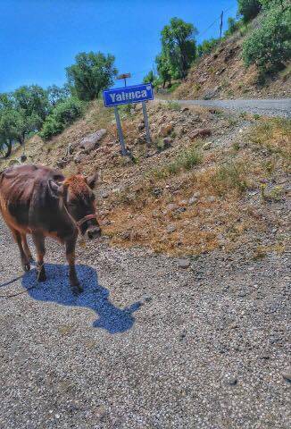 Doğanyol Yalınca Köyü Resimleri 3