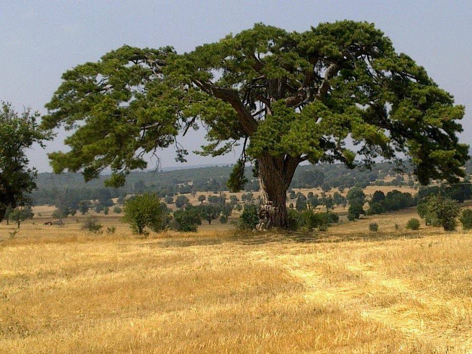 Emet Bahatlar Köyü Resimleri 5
