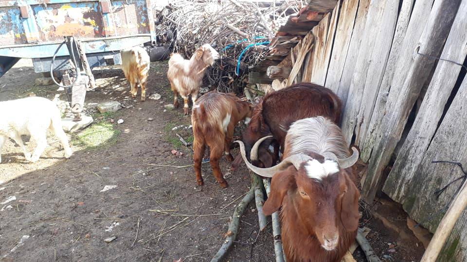 Emet Düşecek Köyü Resimleri 1