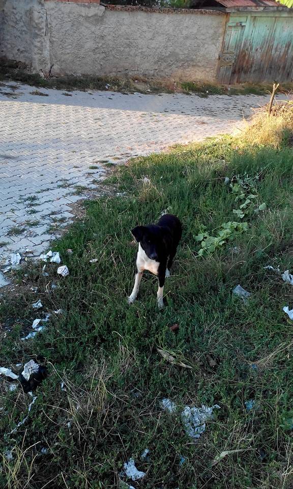 Emet Işıklı Köyü Resimleri 3