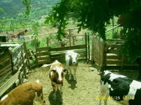 Emet Samrık Köyü Resimleri 3