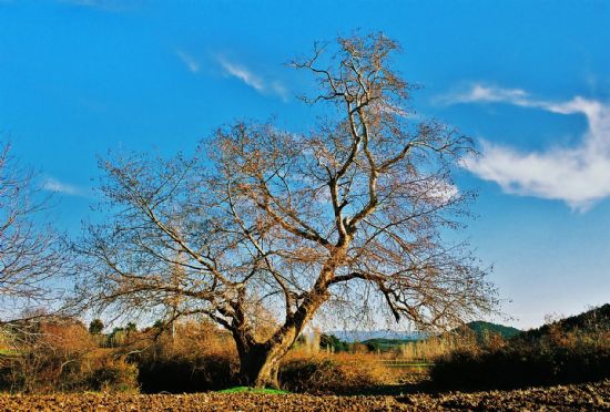 Akhisar Kavakalan Köyü Resimleri 1