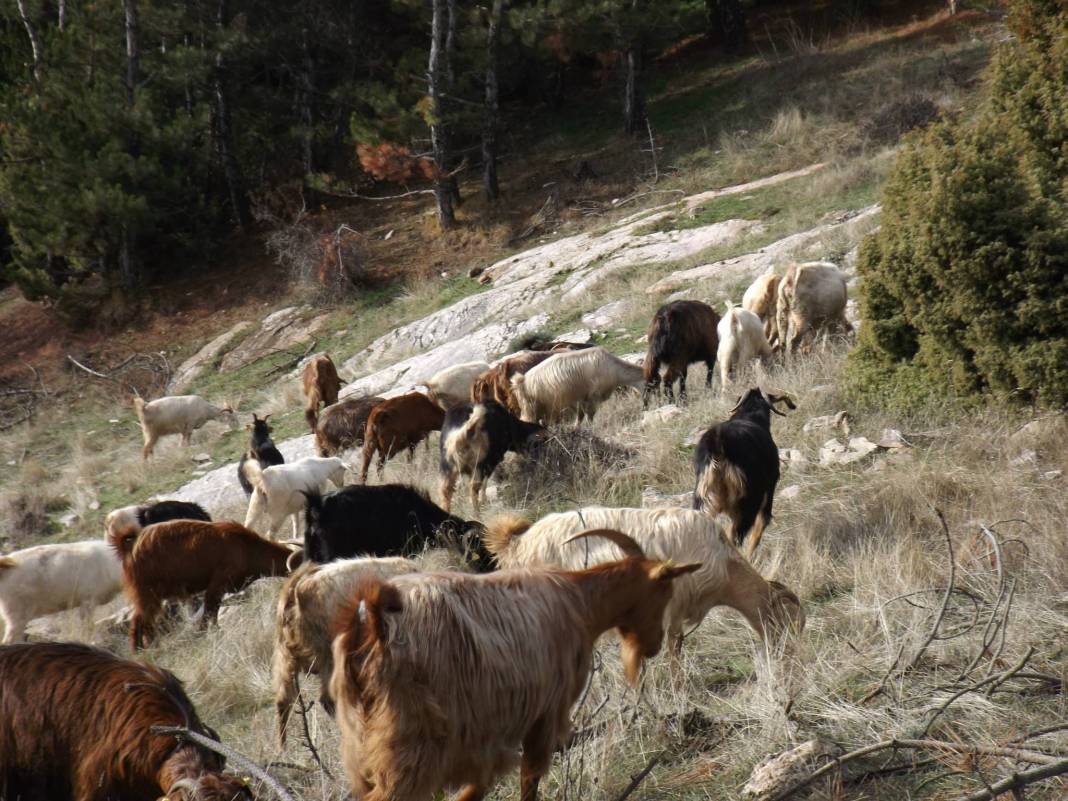 Gediz Akkaya Köyü Resimleri 9