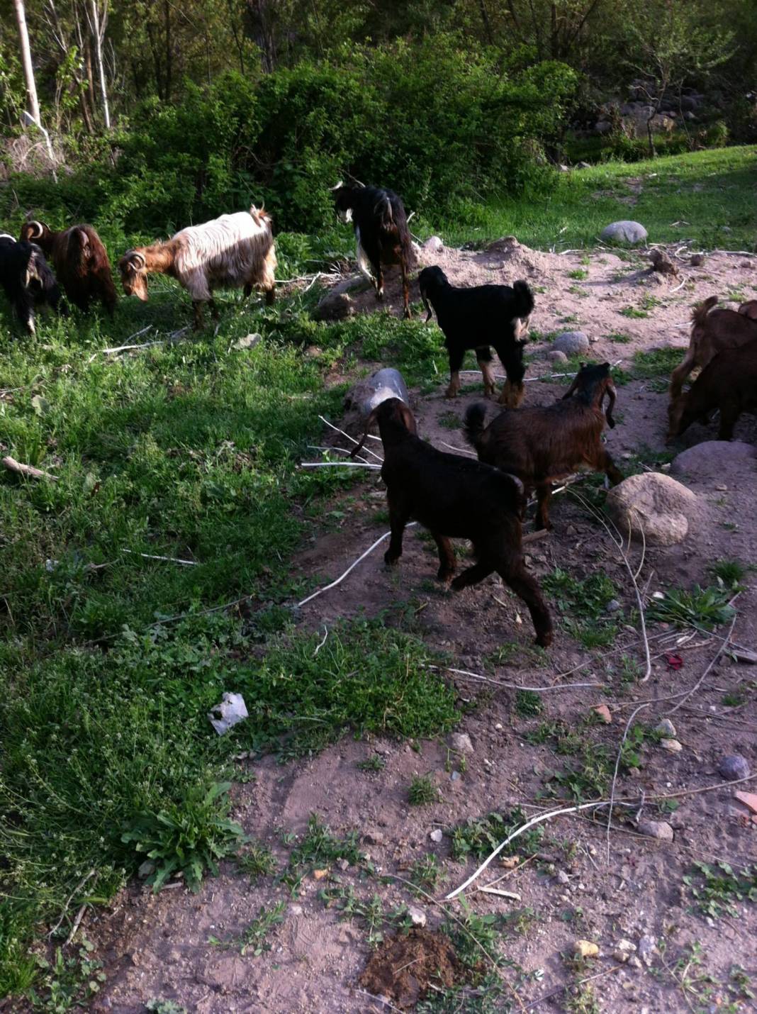 Gediz Çomaklar Köyü Resimleri 4