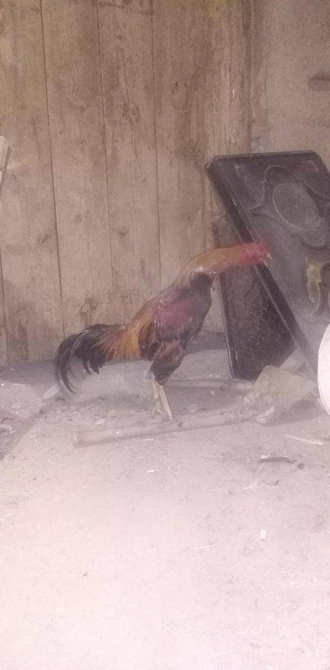 Gediz Dörtdeğirmen Köyü Resimleri 3