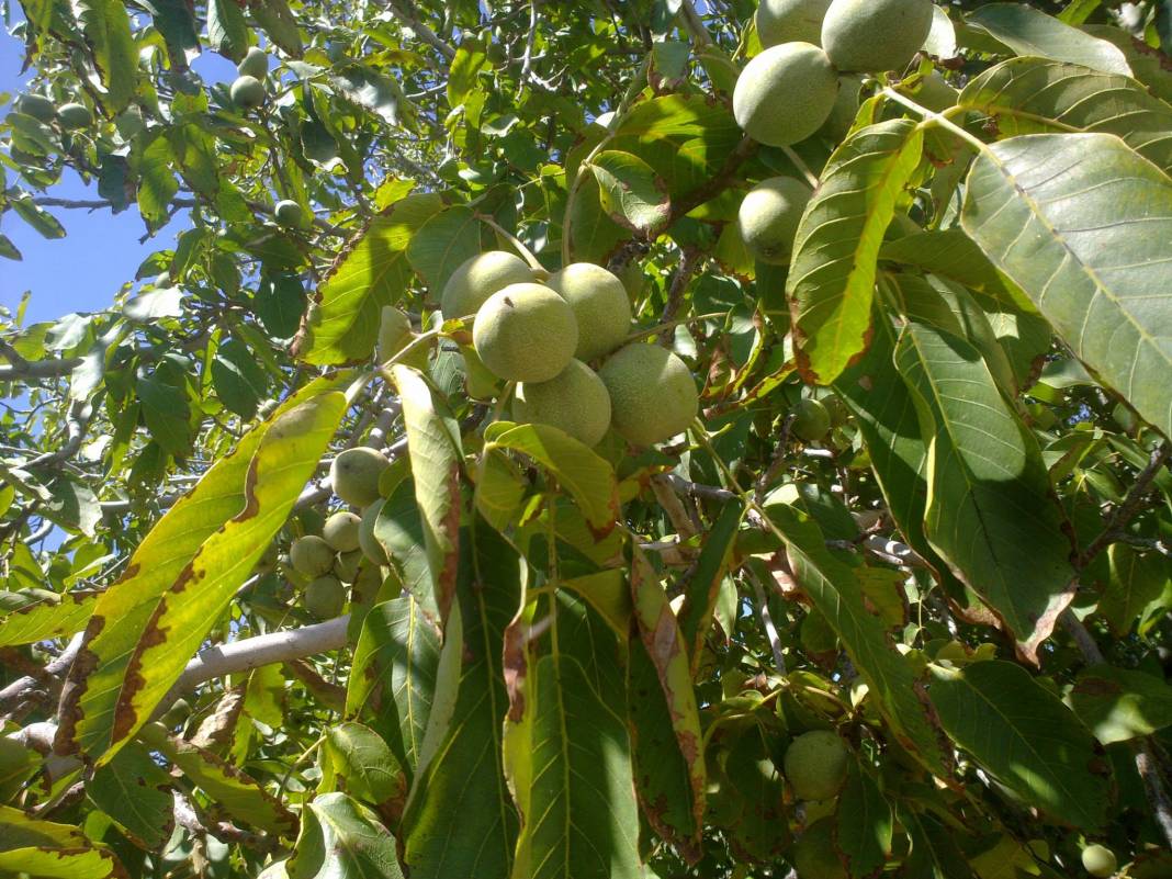 Gediz Göynük Köyü Resimleri 7