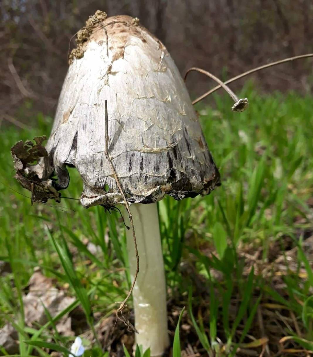 Gediz Güzüngülü Köyü Resimleri 3