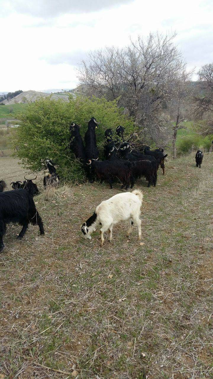 Gediz Hacıbaba Köyü Resimleri 1