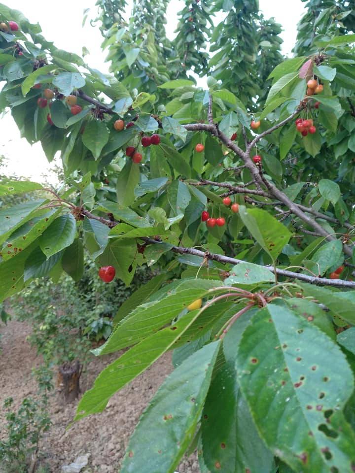 Gediz Hacıbaba Köyü Resimleri 3
