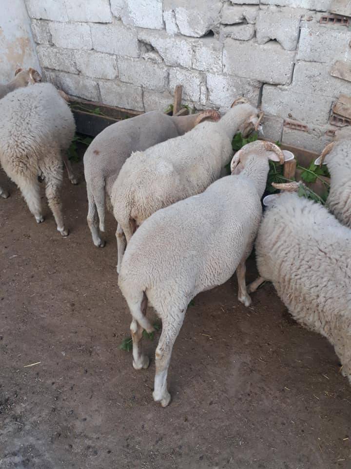 Gediz Hacıbaba Köyü Resimleri 4