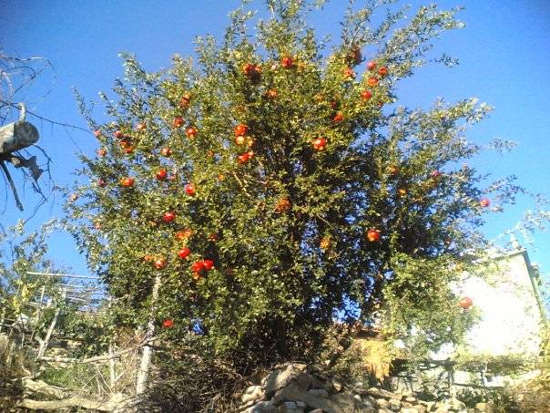 Gediz Karabacaklar Köyü Resimleri 2