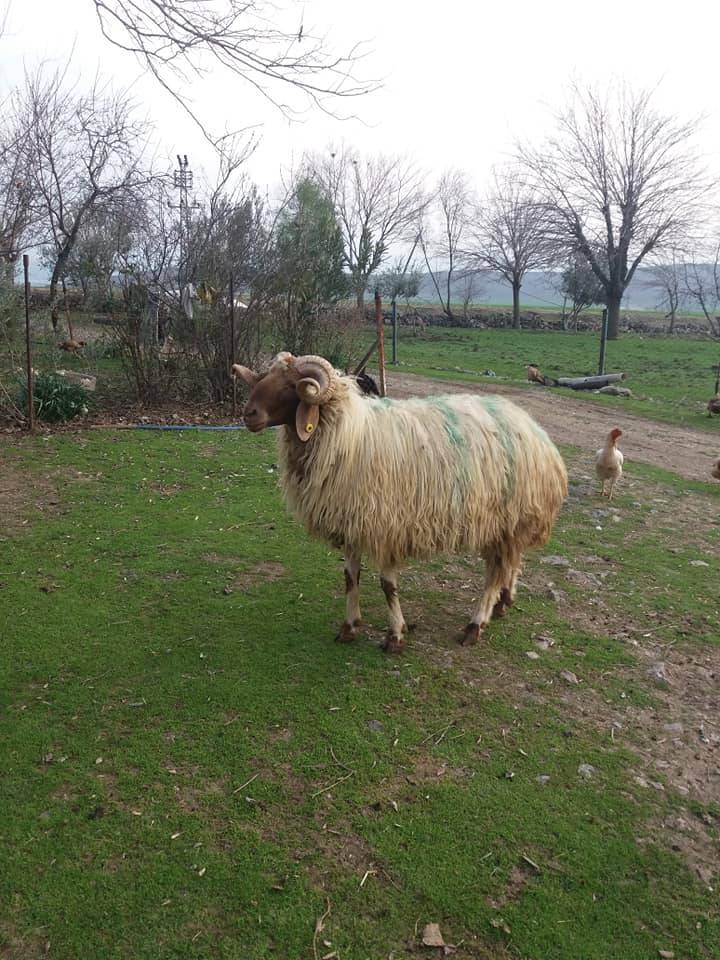 Nurdağı İncirli Köyü Resimleri 10