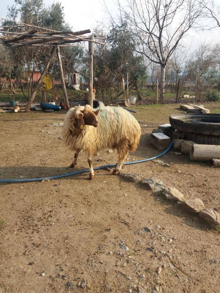 Nurdağı İncirli Köyü Resimleri 29