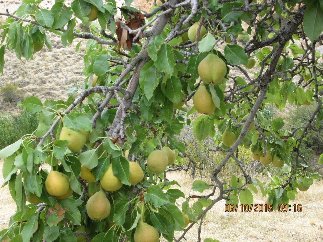 Hekimhan Dikenli Köyü Resimleri 2