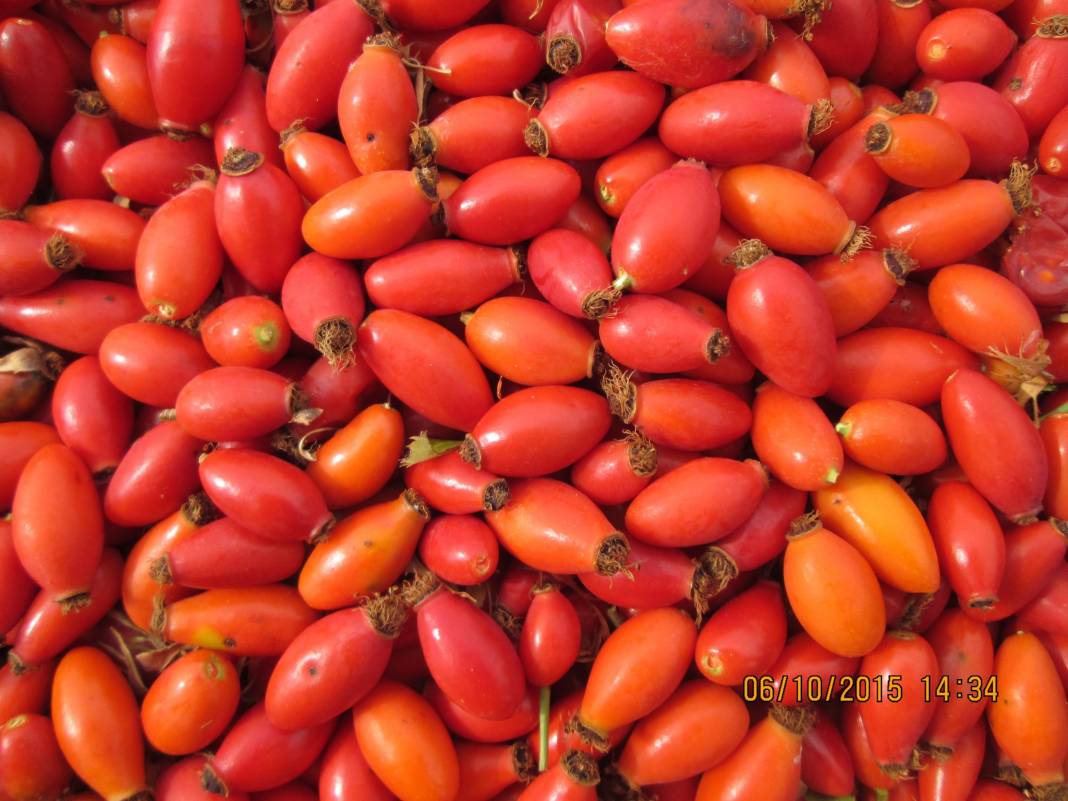 Hekimhan Dikenli Köyü Resimleri 3