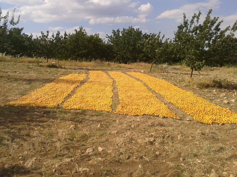 Hekimhan Dikenli Köyü Resimleri 6