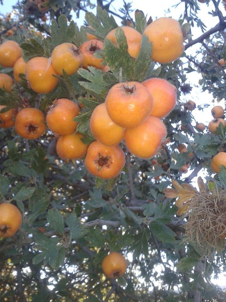 Hekimhan Dikenli Köyü Resimleri 8