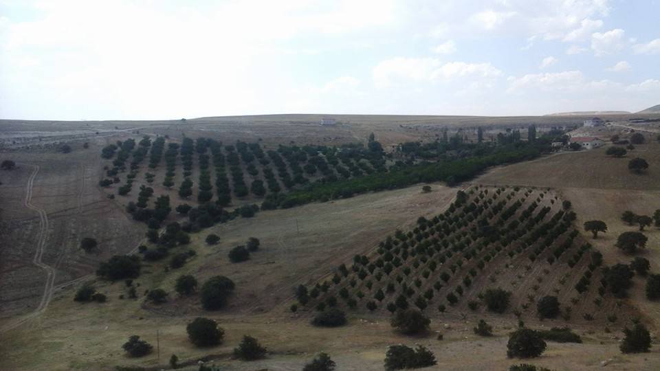 Hekimhan Dikenli Köyü Resimleri 9